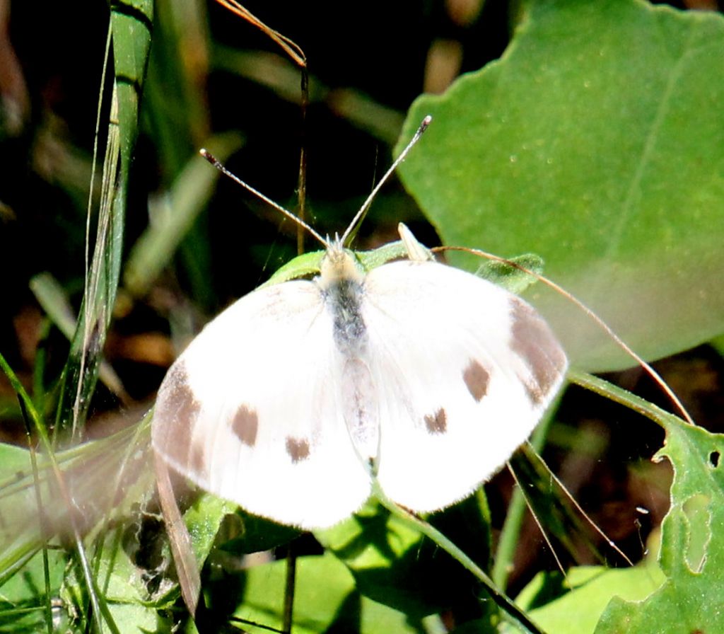 Pieris mannii? No, Pieris rapae